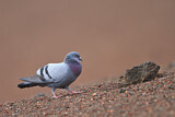 Image. Rock Dove