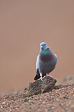 Image. Rock Dove