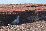 Image. Rock Dove