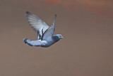 Image. Rock Dove