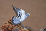 Image. Rock Dove