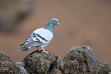 Image. Rock Dove
