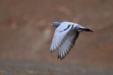 Image. Rock Dove