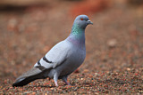 Image. Rock Dove