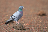 Image. Rock Dove