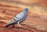 Image. Rock Dove