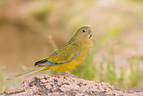 Image. Rock Parrot