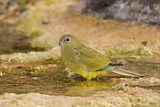 Image. Rock Parrot