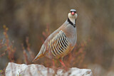 Image. Rock Partridge