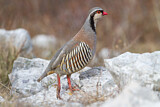 Image. Rock Partridge