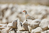Image. Rock Partridge