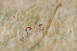 Image. Rock Partridge