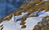 Image. Rock Ptarmigan