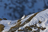 Image. Rock Ptarmigan
