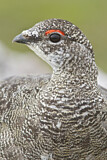 Image. Rock Ptarmigan