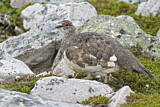 Image. Rock Ptarmigan