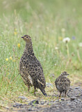 Image. Rock Ptarmigan