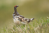 Image. Rock Ptarmigan