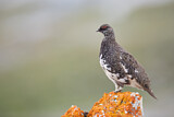 Image. Rock Ptarmigan