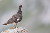 Image. Rock Ptarmigan