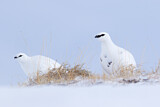 Image. Rock Ptarmigan