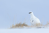 Image. Rock Ptarmigan