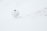 Image. Rock Ptarmigan
