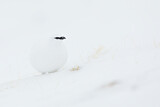 Image. Rock Ptarmigan