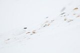 Image. Rock Ptarmigan