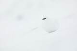 Image. Rock Ptarmigan