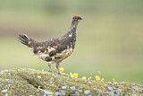 Image. Rock Ptarmigan