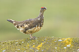 Image. Rock Ptarmigan
