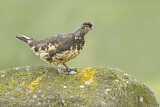 Image. Rock Ptarmigan