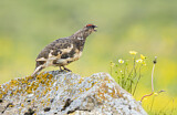 Image. Rock Ptarmigan
