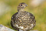 Image. Rock Ptarmigan