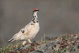 Image. Rock Ptarmigan