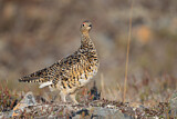 Image. Rock Ptarmigan