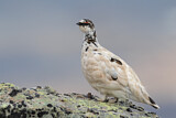 Image. Rock Ptarmigan