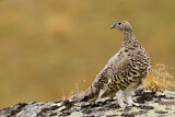 Image. Rock Ptarmigan