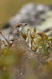 Image. Rock Ptarmigan