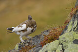 Image. Rock Ptarmigan
