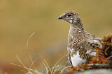 Image. Rock Ptarmigan
