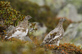 Image. Rock Ptarmigan