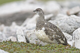 Image. Rock Ptarmigan