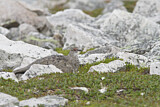 Image. Rock Ptarmigan
