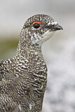 Image. Rock Ptarmigan