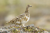 Image. Rock Ptarmigan