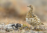 Image. Rock Ptarmigan