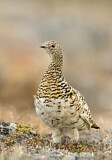 Image. Rock Ptarmigan