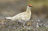 Image. Rock Ptarmigan